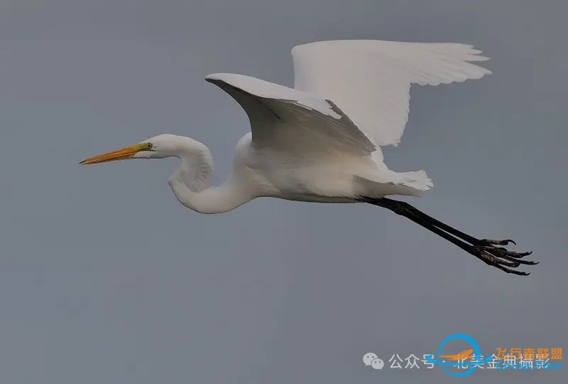 Graceful American Great Egret  舞姿飘逸的美洲大白鹭-9104 