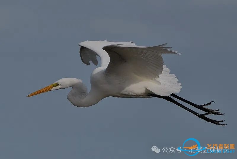 Graceful American Great Egret  舞姿飘逸的美洲大白鹭-3526 