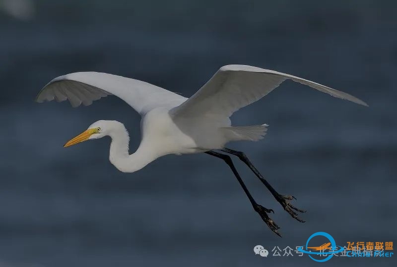 Graceful American Great Egret  舞姿飘逸的美洲大白鹭-2524 