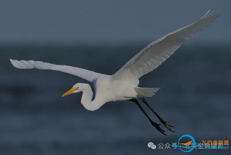 Graceful American Great Egret  舞姿飘逸的美洲大白鹭-6120 