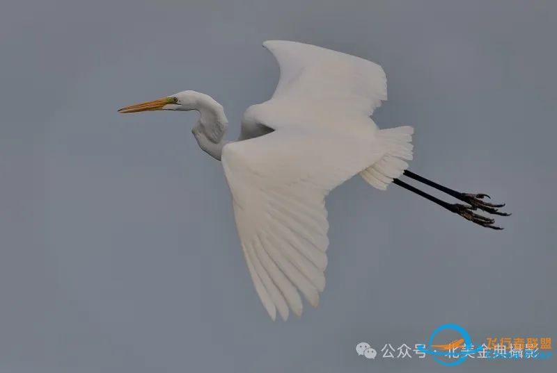 Graceful American Great Egret  舞姿飘逸的美洲大白鹭-3905 