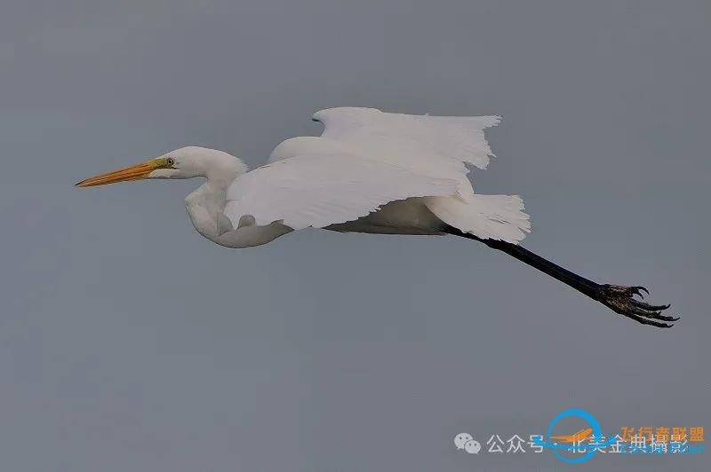 Graceful American Great Egret  舞姿飘逸的美洲大白鹭-7682 