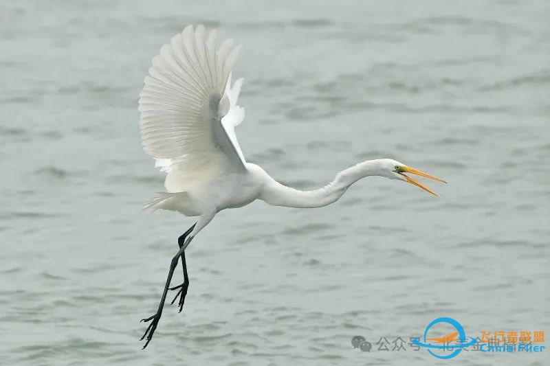 Graceful American Great Egret  舞姿飘逸的美洲大白鹭-8933 